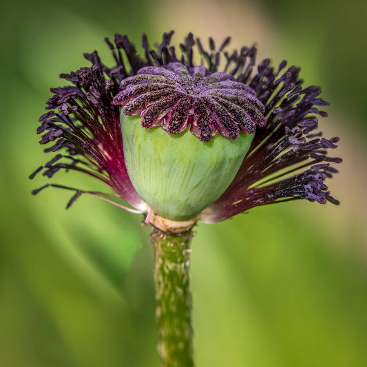 #3 - The Soul of Nature: Macro Photography of Flowers