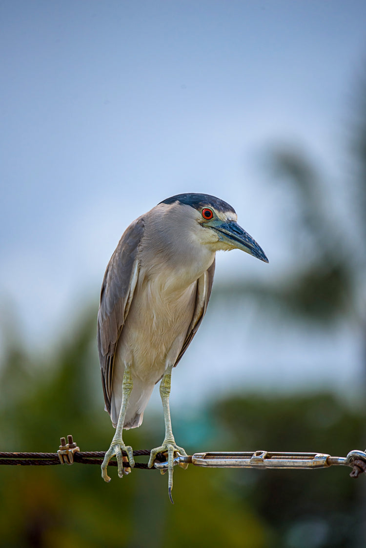 Black-crowned night Heron