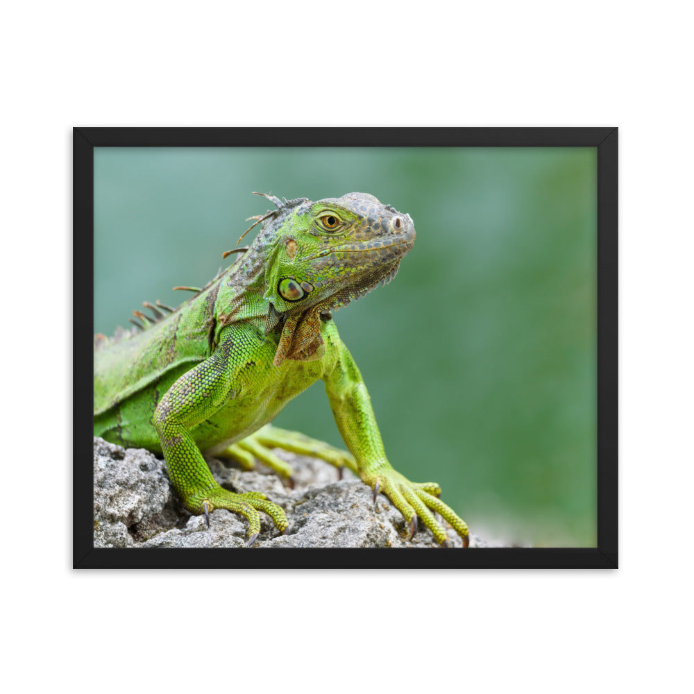 Framed photo paper poster