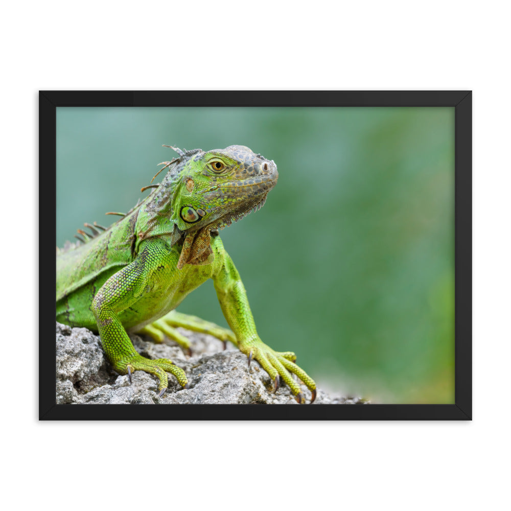 Framed photo paper poster